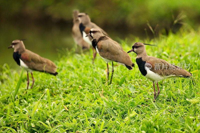 一群南田凫鸟(Vanellus chilensis)在一个郁郁葱葱的绿色田野，哥斯达黎加